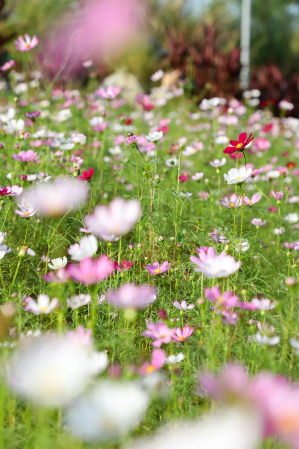 1762501719016 1762501719016