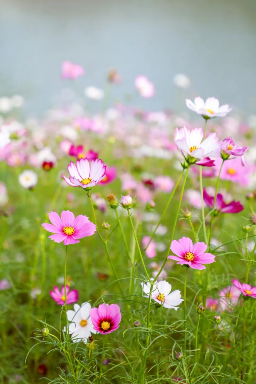 1762501991732 1762501991732