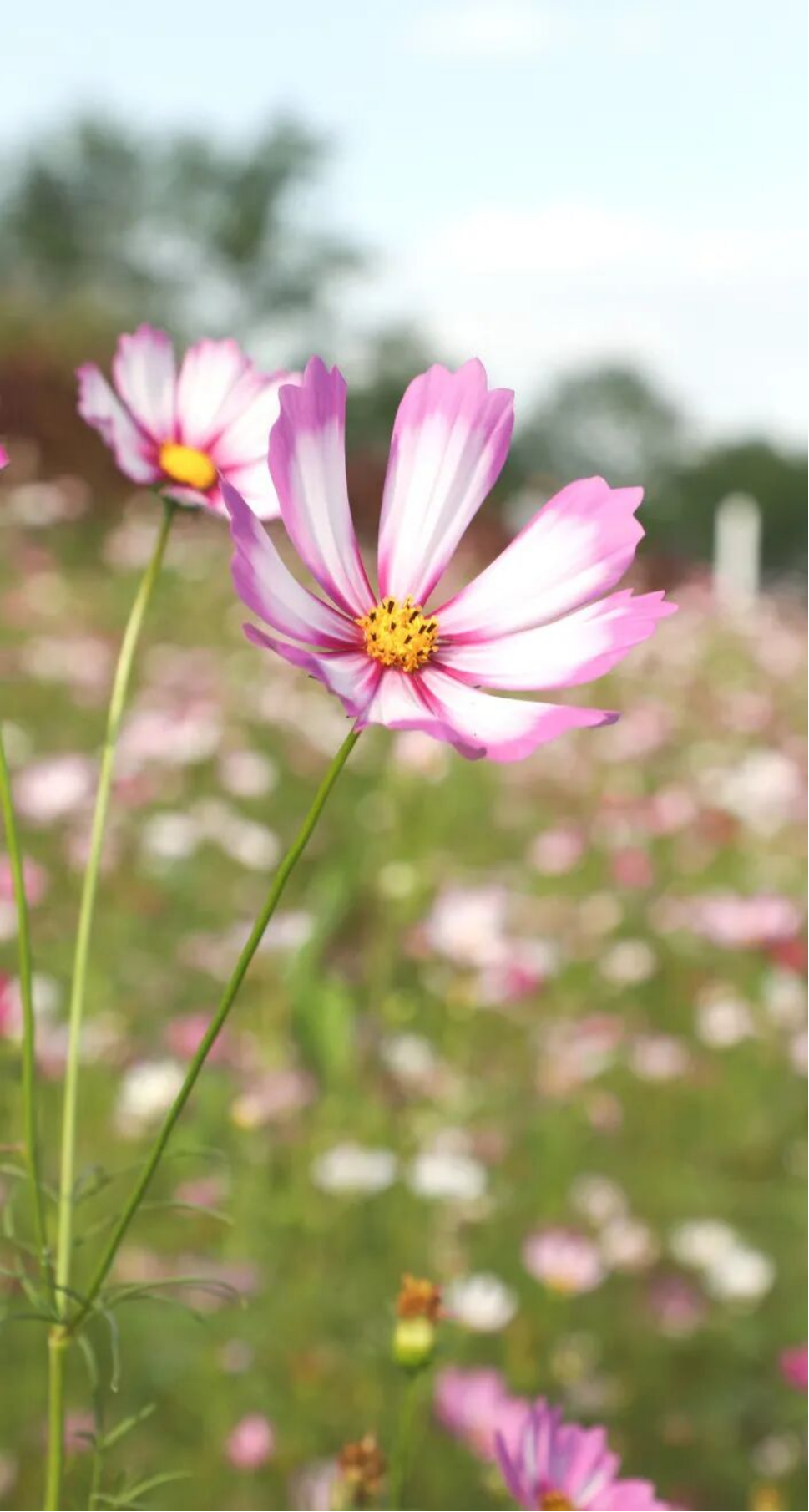 1762502224682 1762502224682